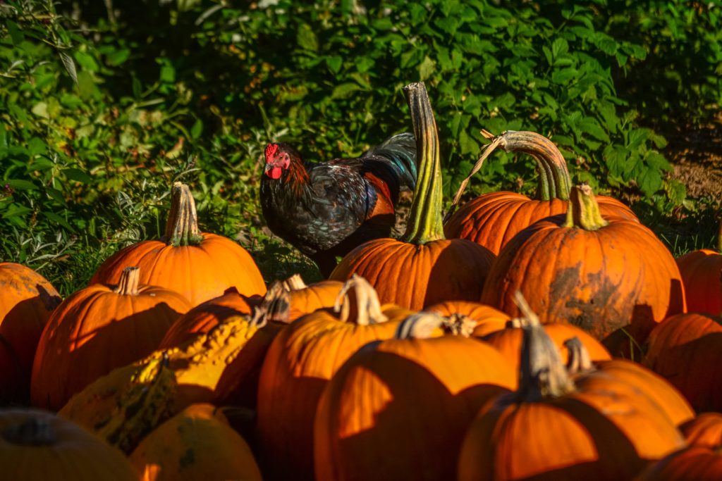 pumpkin patch