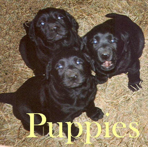 Puppies